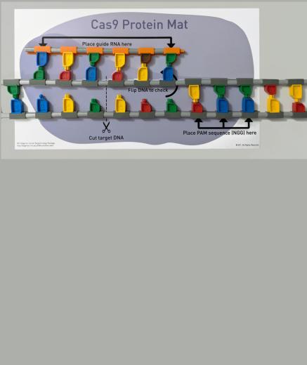 Cas9 Mat with model DNA and guide RNA